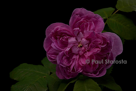 Rosa X portlandica 'Joasine Hanet'