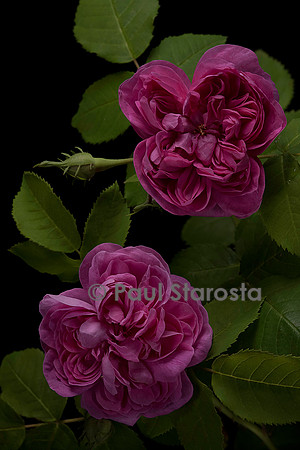 Rosa X portlandica 'Joasine Hanet'