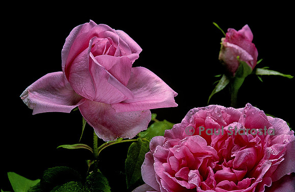 Rosa X portlandica ‘Comte de Chambord’