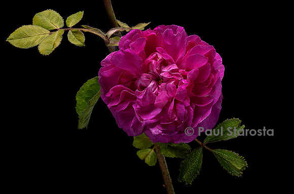 Rosa X portlandica ‘Rose du Roi’