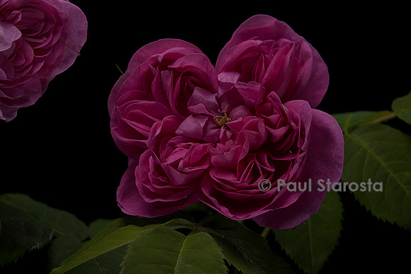 Rosa X portlandica 'Joasine Hanet'