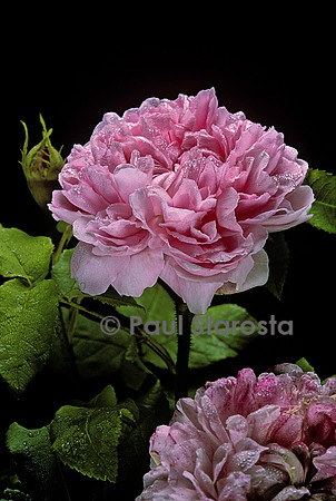 Rosa X portlandica ‘Jacques Cartier’