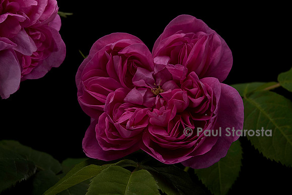 Rosa X portlandica 'Joasine Hanet'