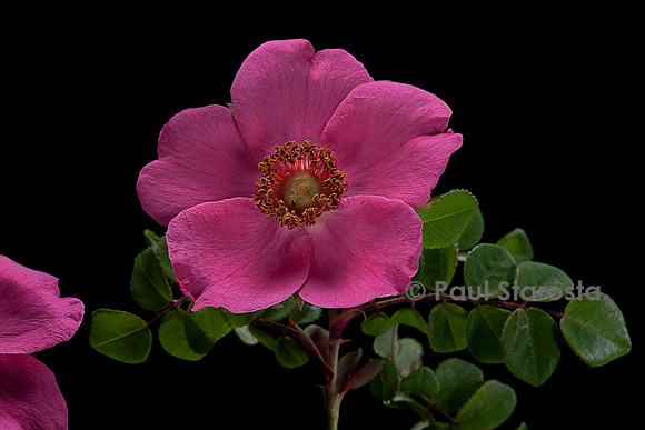 Rosa moyesii