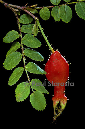Rosa moyesii - fruit