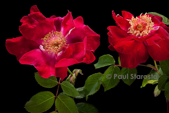 Rosa moyesii 'Eddie's Jewel'