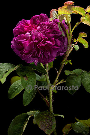 Rosa X portlandica ‘Indigo’