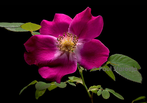 Rosa moyesii ‘Eddie's Crimson’