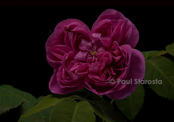 Rosa X portlandica 'Joasine Hanet'