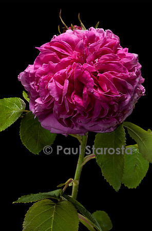 Rosa X portlandica ‘Yolande d’Aragon’