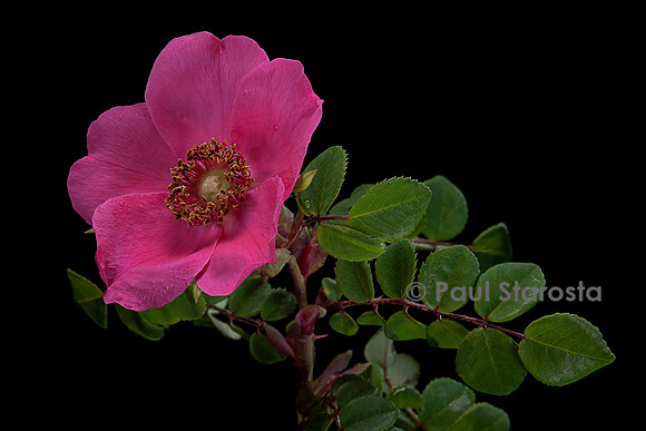 Rosa moyesii