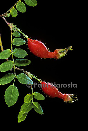 Rosa moyesii - fruits