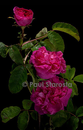 Rosa X portlandica ‘Rose du Roi’