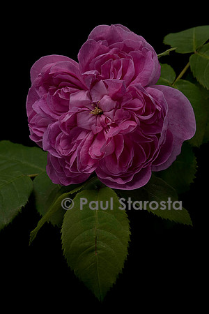 Rosa X portlandica 'Joasine Hanet'