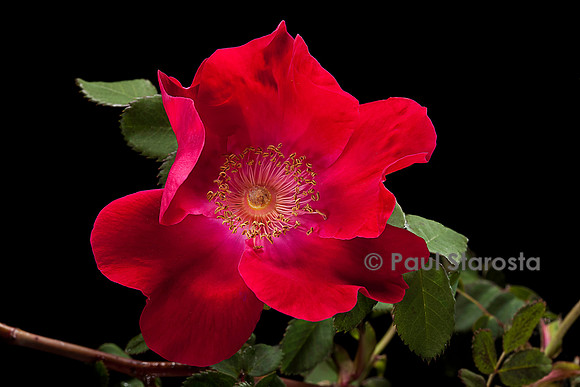 Rosa moyesii ‘Arthur Hillier’