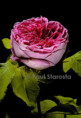 Rosa X portlandica ‘Yolande d’Aragon’