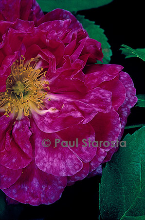 Rosa X portlandica ‘Marbrée’