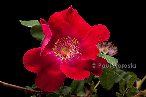 Rosa moyesii ‘Arthur Hillier’