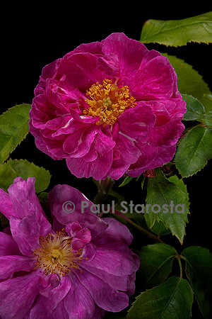 Rosa X portlandica ‘Marbrée’