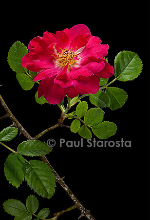 Rosa moyesii ‘Beng Shaling’