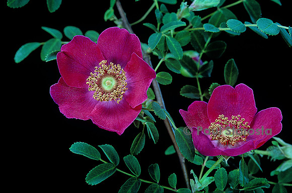 Rosa moyesii x Rosa macrophylla ‘Arthur Hillier’