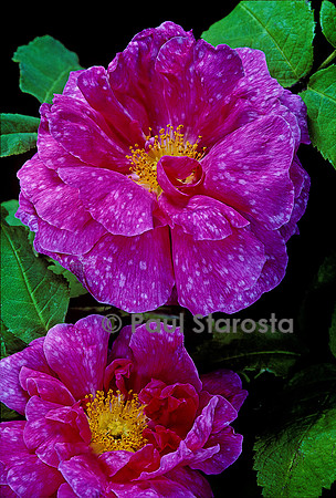 Rosa X portlandica ‘Marbrée’