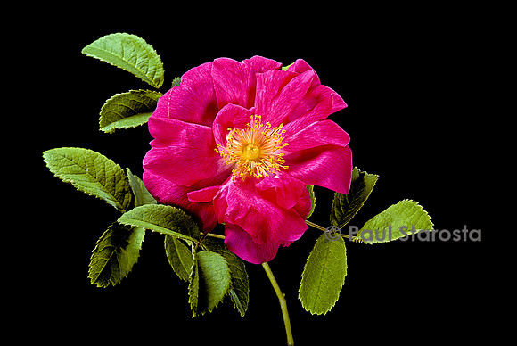 Rosa X portlandica ‘Duchesse de Portland’
