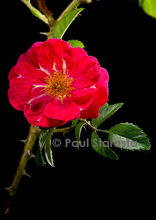 Rosa moyesii ‘Beng Shaling’