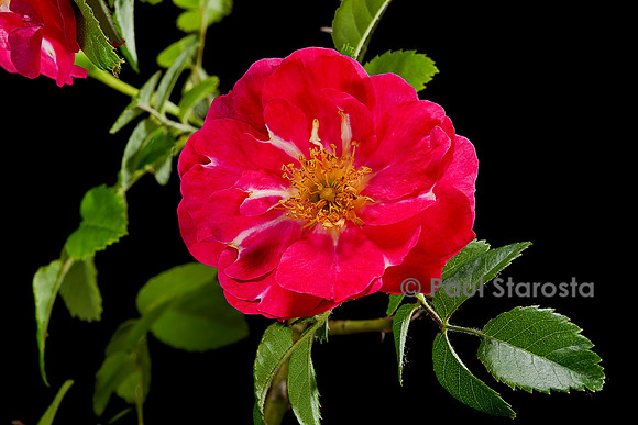 Rosa moyesii ‘Beng Shaling’