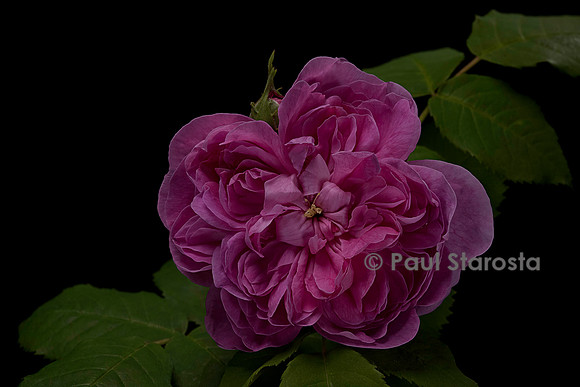 Rosa X portlandica 'Joasine Hanet'