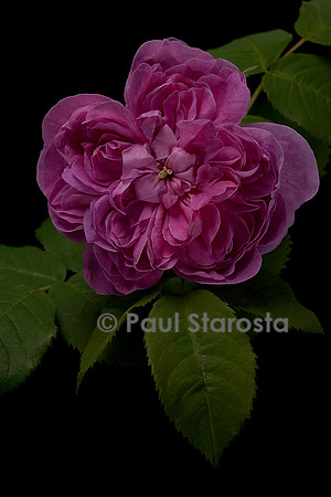 Rosa X portlandica 'Joasine Hanet'