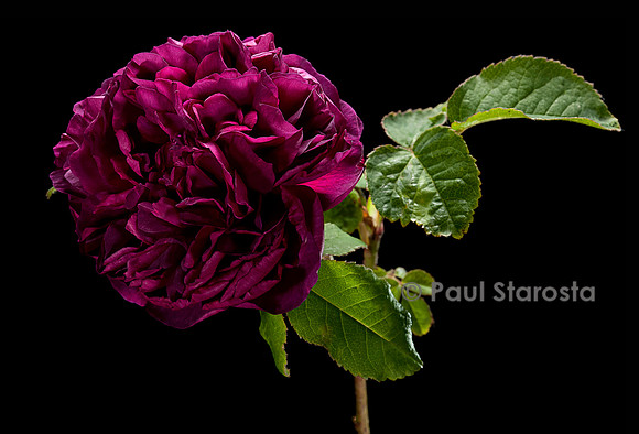 Rosa X portlandica ‘Indigo’
