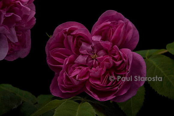 Rosa X portlandica 'Joasine Hanet'