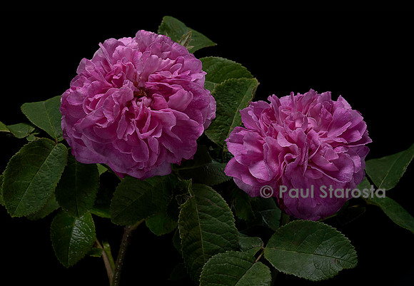 Rosa X portlandica ‘Delambre’