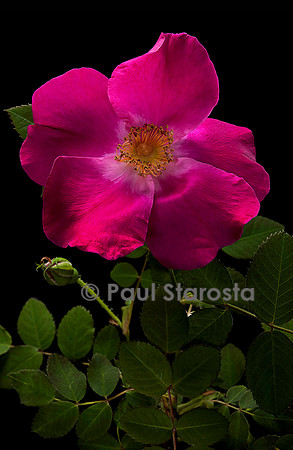 Rosa moyesii ‘Eddie's Crimson’
