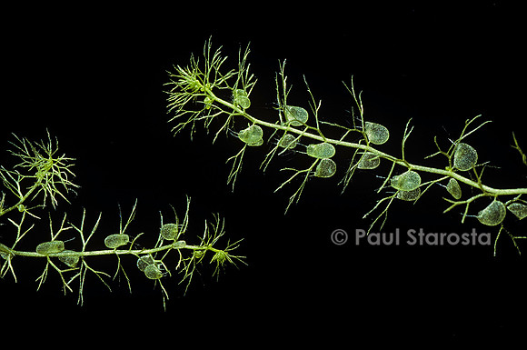Utricularia vulgaris (utriculaire)