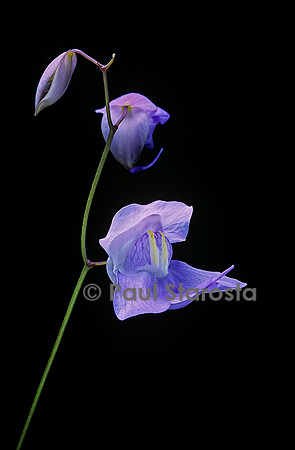 Utricularia humboldtii (utriculaire) - fleurs