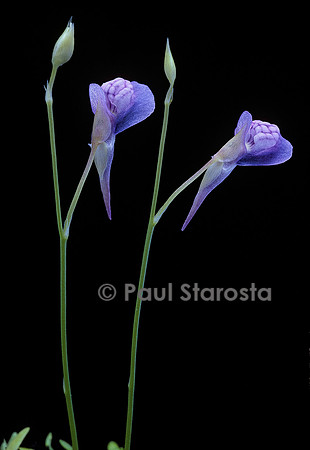 Utricularia graminifolia (utriculaire)