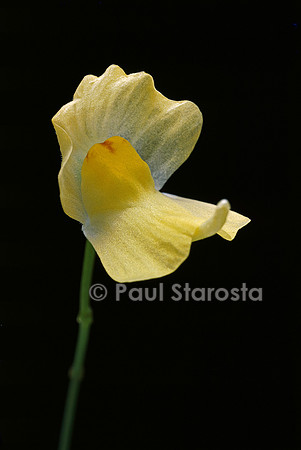 Utricularia gibba (utriculaire) - fleur