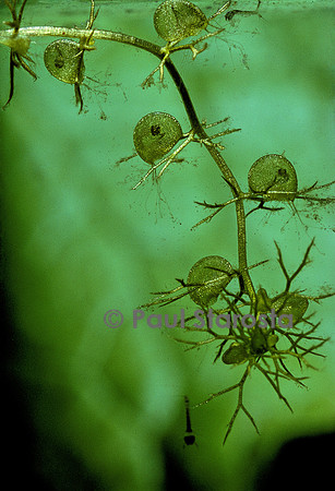 Utricularia vulgaris (utriculaire) - ayant capturé de jeunes larves de moustique