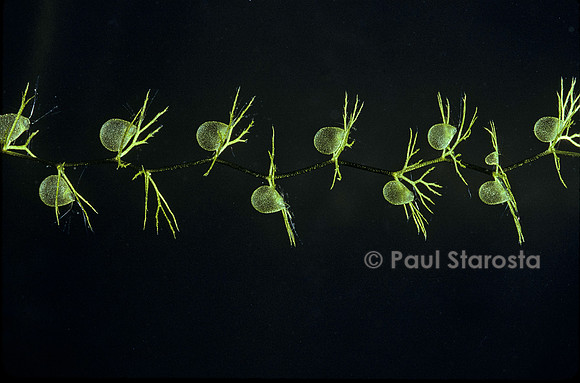 Utricularia intermedia (utriculaire)