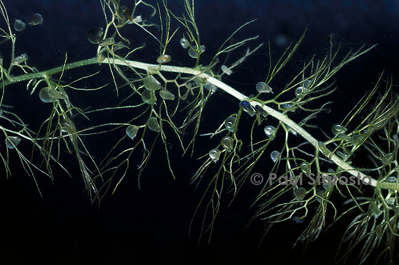 Utricularia australis (utriculaire)