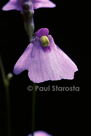 Utricularia dichotoma (utriculaire) - fleur