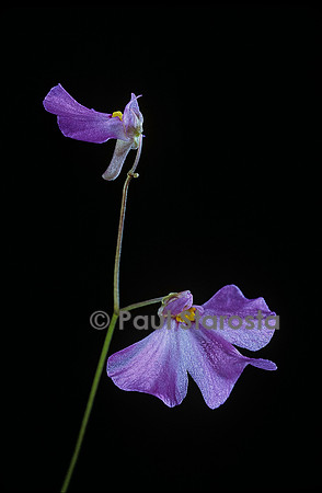 Utricularia multifida (utriculaire)