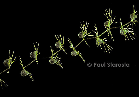 Utricularia intermedia (utriculaire)
