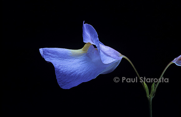 Utricularia endressii (utriculaire)