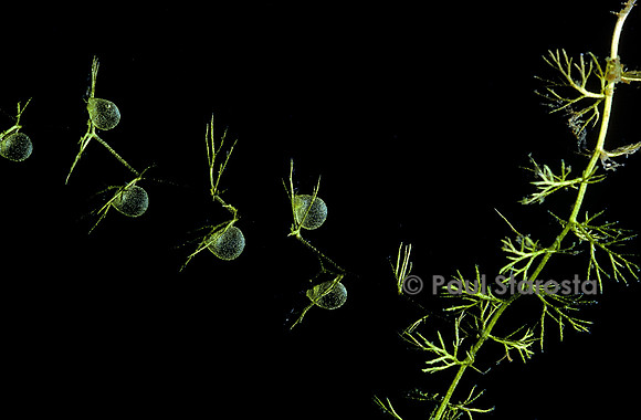Utricularia intermedia (utriculaire)