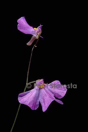 Utricularia multifida (utriculaire)