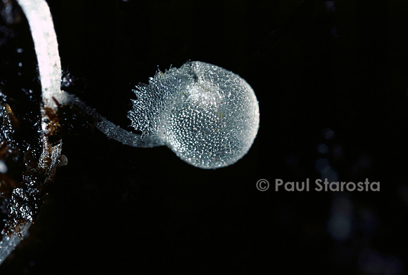 Utricularia (utriculaire) - piège