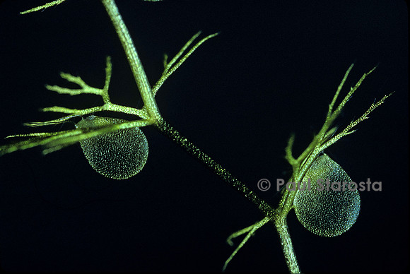 Utricularia intermedia (utriculaire) - pièges